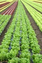 Lettuce in the fields Royalty Free Stock Photo