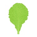 lettuce flat vector doodle illustration. Green vegetables healthy food clipart