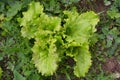 Lettuce flowerbed full of weed, needs care and weeding Royalty Free Stock Photo