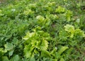 Lettuce flowerbed full of weed, needs care and weeding Royalty Free Stock Photo