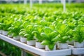 Lettuce food nature vegetable plant agricultural farming green leaf organic fresh greenhouse gardening Royalty Free Stock Photo