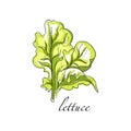 Lettuce fresh culinary plant, green seasoning cooking herb hand drawn vector Illustrations on a white background