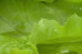 Lettuce fresh green leaves with water drops macro Royalty Free Stock Photo