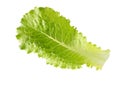 Lettuce fresh. Salad leaf. Fresh green lettuce leaves. Royalty Free Stock Photo