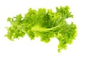 Lettuce fresh. Salad leaf. Fresh green lettuce leaves. Royalty Free Stock Photo
