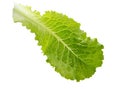 Lettuce fresh. Salad leaf. Fresh green lettuce leaves. Royalty Free Stock Photo