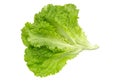 Lettuce fresh . Salad leaf. Fresh green lettuce leaves. Royalty Free Stock Photo