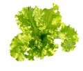 Lettuce fresh. Salad leaf. Fresh green lettuce leaves. Royalty Free Stock Photo