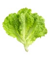 Lettuce fresh . Salad leaf. Fresh green lettuce leaves. Royalty Free Stock Photo