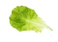 Lettuce fresh . Salad leaf. Fresh green lettuce leaves. Royalty Free Stock Photo