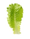 Lettuce fresh. Salad leaf. Fresh green lettuce leaves. Royalty Free Stock Photo