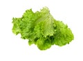 Lettuce fresh . Salad leaf. Fresh green lettuce leaves. Royalty Free Stock Photo