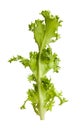 Lettuce frisee Royalty Free Stock Photo