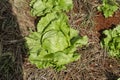 Lettuce In Garden