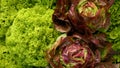 Lettuce Green Curly Lollo Bionda Rossa Food Leaf Leaves Red Butterhead Verona Harvest Crate Box Harvesting Fresh Market