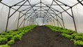 Lettuce Green Lactuca Sativa Bio Farmer Farming Greenhouse Folio And Agricultural Farm Garden Fruit Tree Leaf Aerial