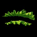 Lettuce green leaf isolated illustration