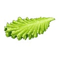 Lettuce green leaf isolated illustration