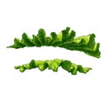 Lettuce green leaf isolated illustration