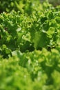 Lettuce Royalty Free Stock Photo