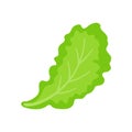 Lettuce. Green leafy vegetables for a healthy salad