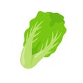 Lettuce. Green leafy vegetables for a healthy salad
