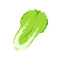 Lettuce. Green leafy vegetables for a healthy salad