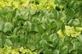 Lettuce green leaves background. Romaine lettuce grows in the soil. Organic salad, ready to be harvested. Fresh lettuce leaves. Royalty Free Stock Photo