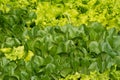 Lettuce green leaves background. Romaine lettuce grows in the soil. Organic salad, ready to be harvested. Fresh lettuce leaves. Royalty Free Stock Photo