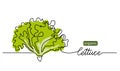 Lettuce, green leaves, bunch of salad vector illustration, background. One line drawing art illustration with lettering