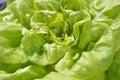 lettuce Royalty Free Stock Photo