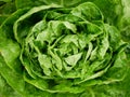 Lettuce green Romaine close-up cos Rossa harvest butterhead food Verona market shop supermarketcrate box red Lactuca