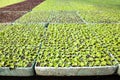 Lettuce in a greenhouse