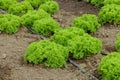 Lettuce grow in the greenhouse with drip irrigation system. Royalty Free Stock Photo