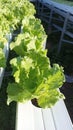 Lettuce growht by hydroponic system