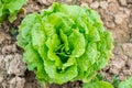 Lettuce Royalty Free Stock Photo