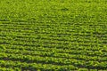 Lettuce Growing In Field Royalty Free Stock Photo