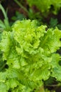 Lettuce growing in the garden Royalty Free Stock Photo