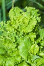 Lettuce growing in the garden Royalty Free Stock Photo