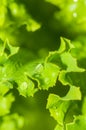 Lettuce growing in the garden Royalty Free Stock Photo