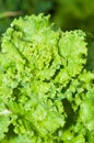 Lettuce growing in the garden Royalty Free Stock Photo