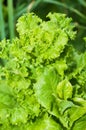 Lettuce growing in the garden Royalty Free Stock Photo