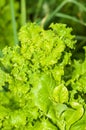 Lettuce growing in the garden Royalty Free Stock Photo