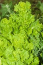 Lettuce growing in the garden Royalty Free Stock Photo
