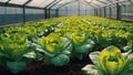 lettuce growing in a greenhouse plantation harvest cultivate Iceberg agricultural Royalty Free Stock Photo