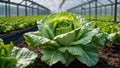 lettuce growing in a greenhouse plantation harvest cultivate Iceberg Royalty Free Stock Photo