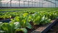 lettuce growing in a greenhouse plantation harvest cultivate Royalty Free Stock Photo