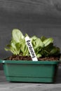 Lettuce growing in a seed tray with gardening on label