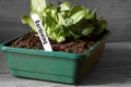 Lettuce growing in a seed tray with gardening on label