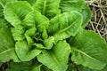 Lettuce growing in the soil